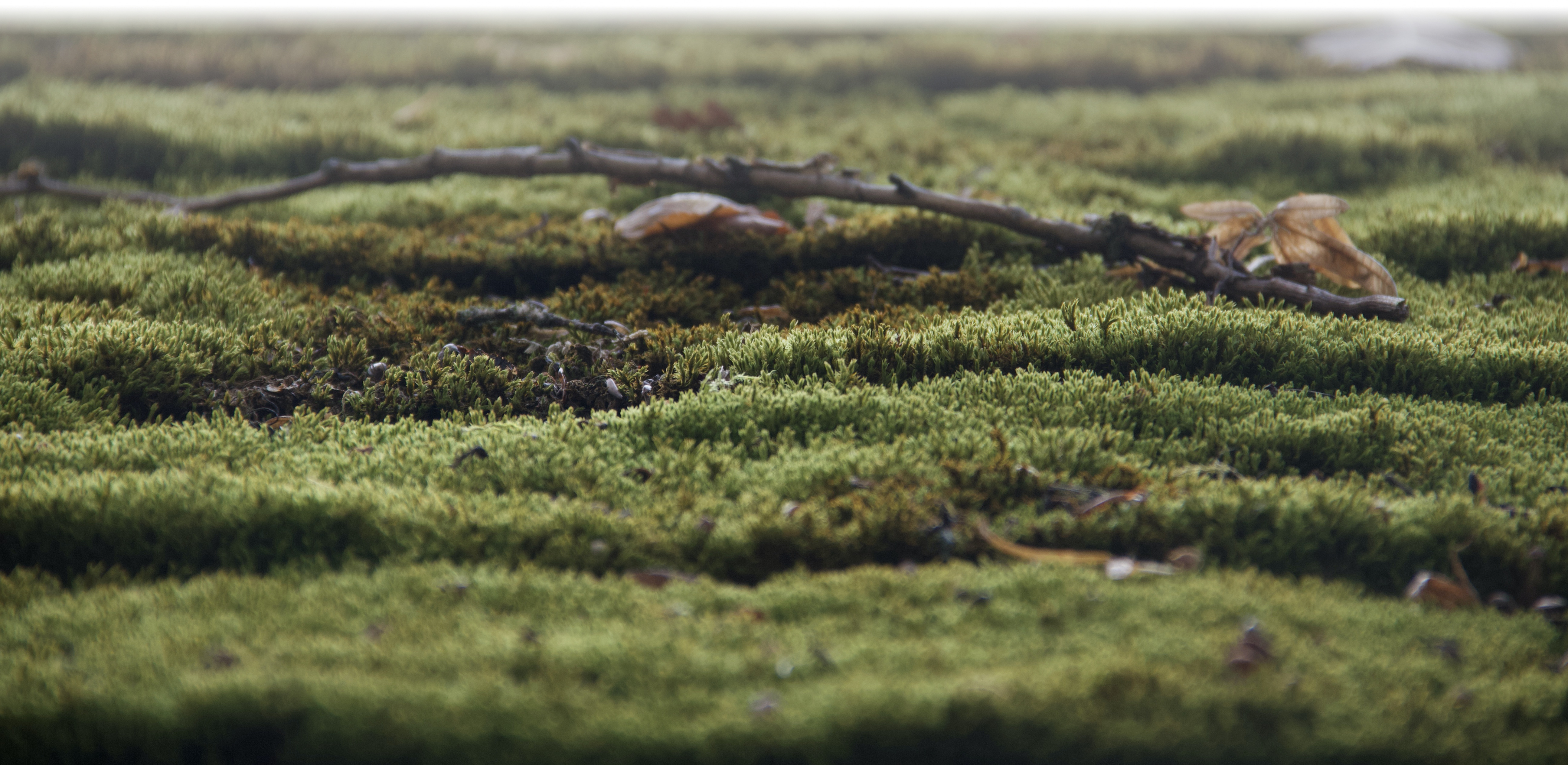 A roof top completely grown over with moss